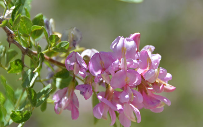 Robinia neomexicana, New Mexico Locust